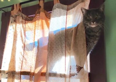Cat enjoying one of her favorite prefab window shelves.